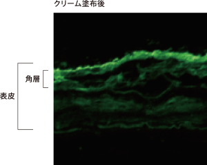 ナノ化天然セラミド配合製剤を塗布