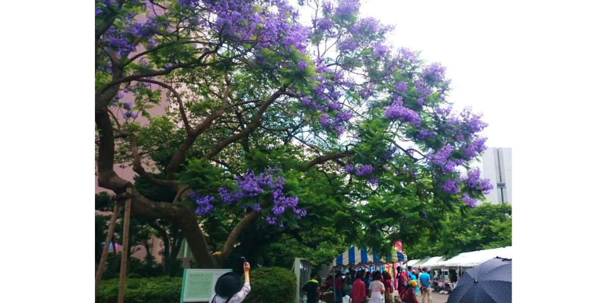 神奈川歯科大学イベント