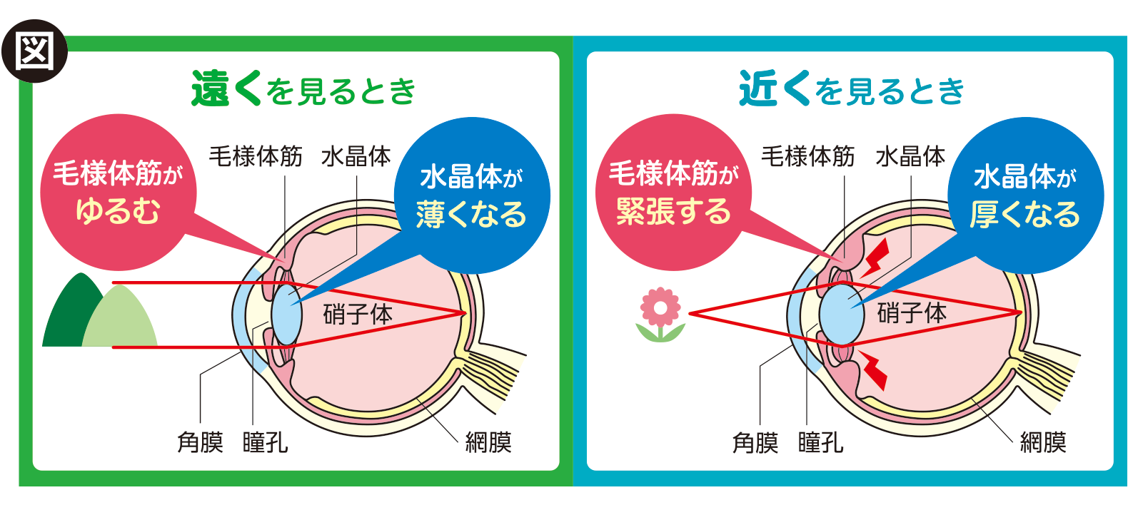 遠く・近くを見る時の毛様体筋と水晶体の図