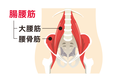 腸骨筋図