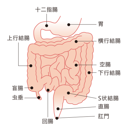 小腸と大腸の構造図