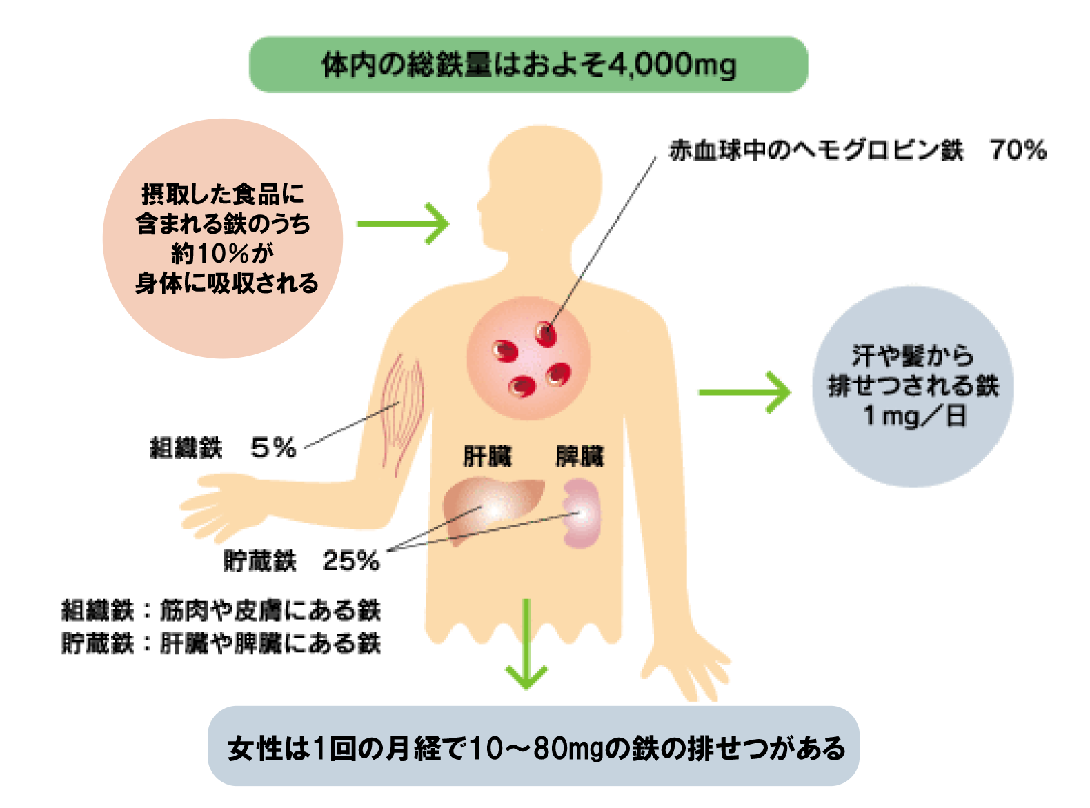 貧血の原因は 鉄分不足を改善しよう 健康情報 全薬工業株式会社