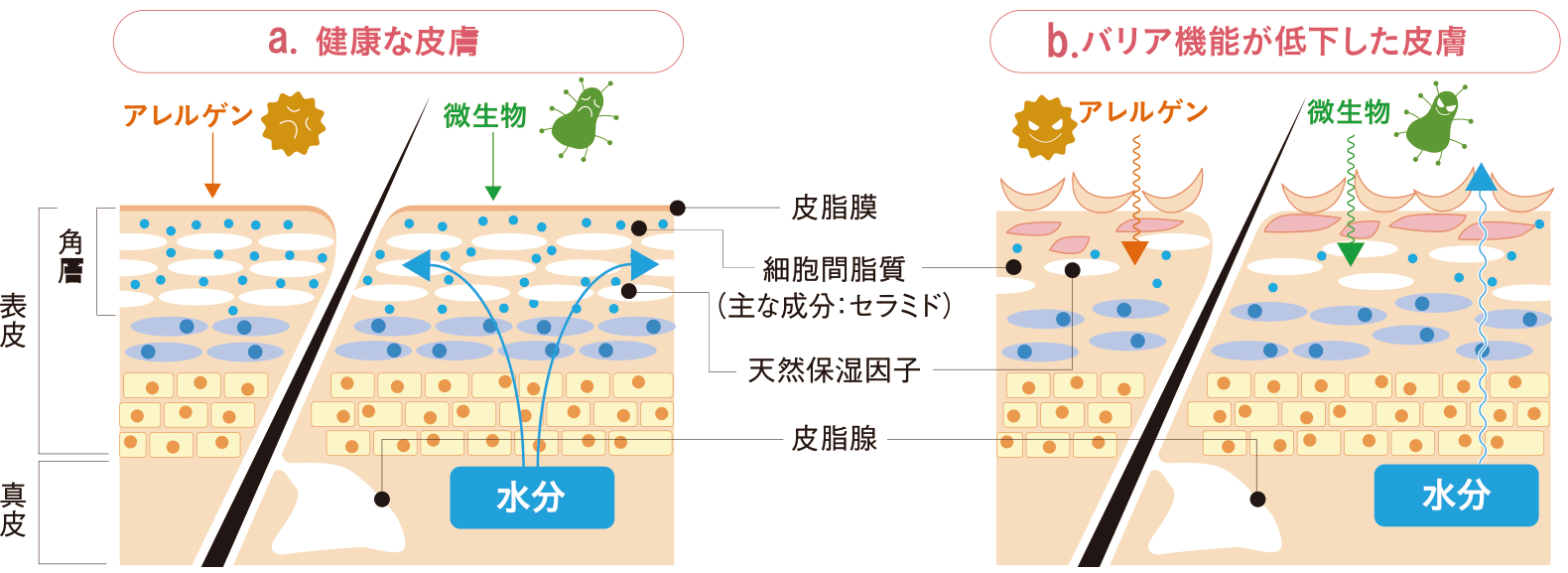 図２　肌の断面