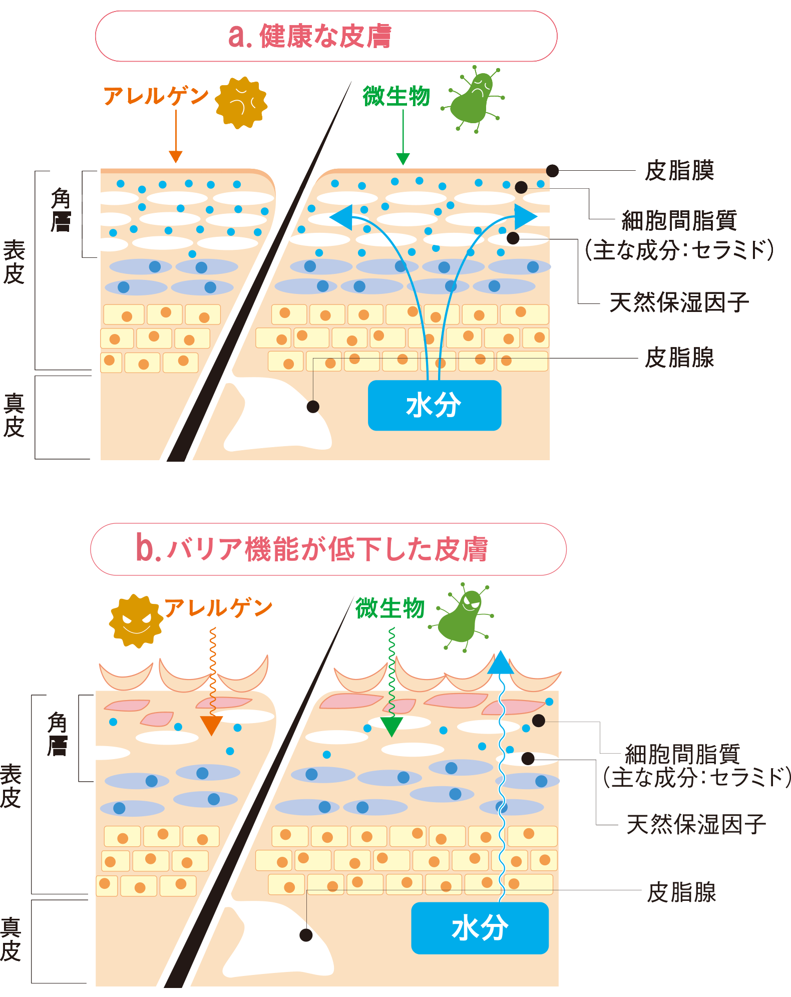 図２　肌の断面