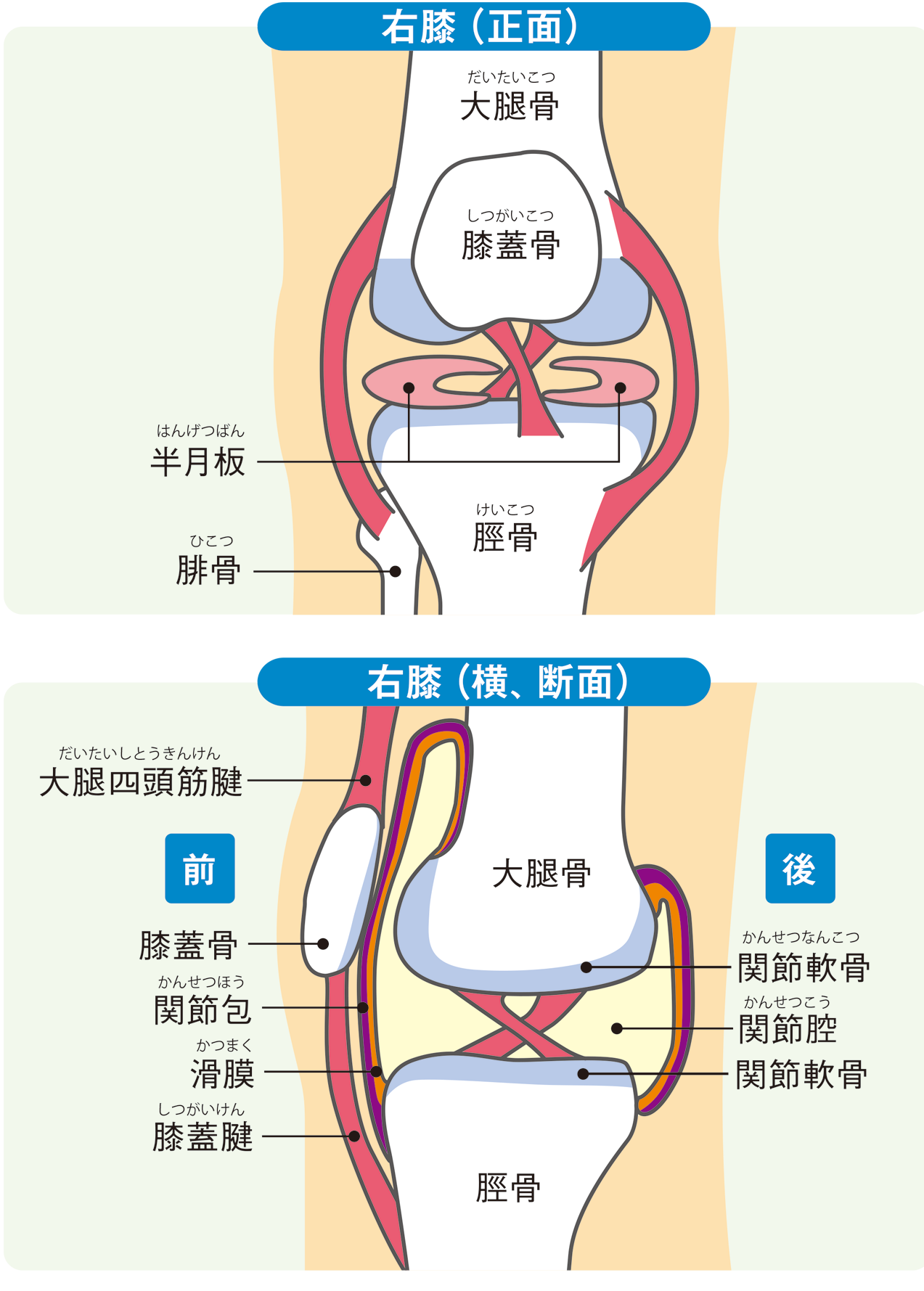 膝が痛い 解消するためのポイントを知ろう 健康情報 全薬工業株式会社