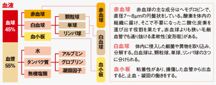 血液の成分とその働き
