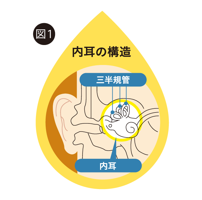 図１　内耳の構造