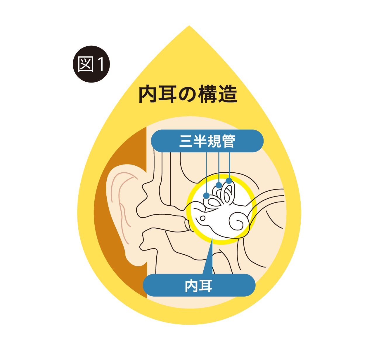 図１　内耳の構造