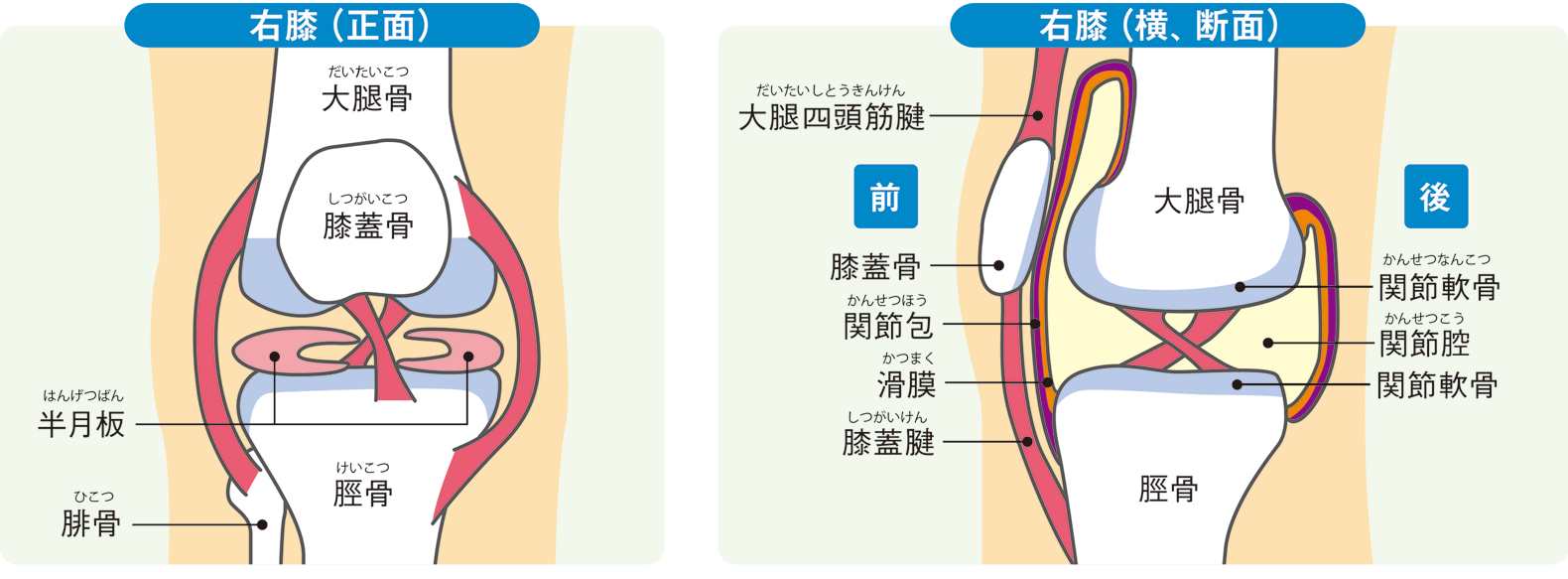 図１　膝関節の構造