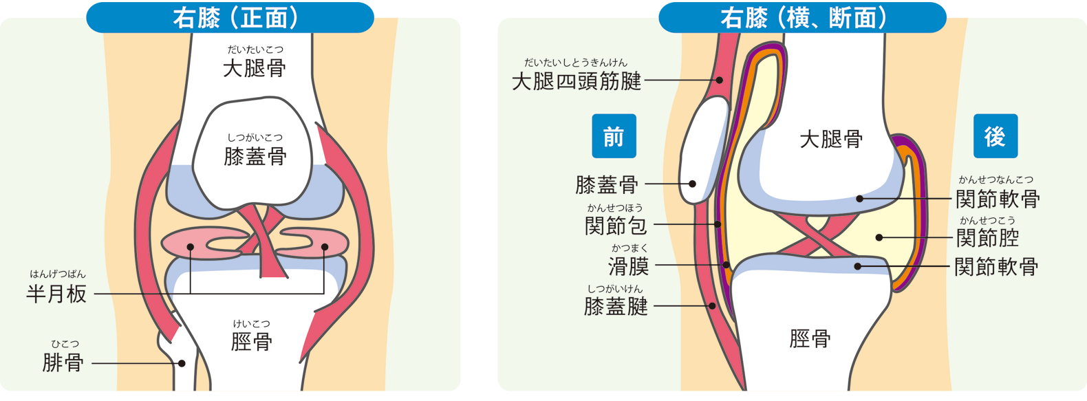 膝が痛い 解消するためのポイントを知ろう 健康情報 全薬工業株式会社