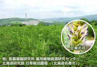 独) 医薬基盤研究所 薬用植物資源研究センター 北海道研究部 甘草栽培圃場 (北海道名寄市)